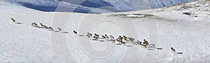 Herd of wild argali sheep climbs up a snow-covered mountainside