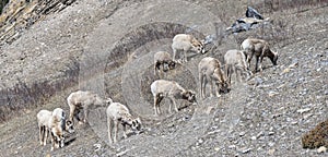 Herd of Wild Bighorn Sheep on a Hillside