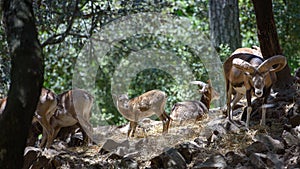 Herd of wild Cyprus mouflons in their natural habitat in Troodos mountains, Cyprus