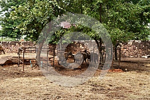 herd of wild deer animal at Korat , Nakorn Ratcgasima Zoo.