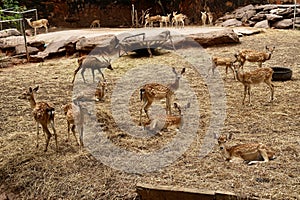 herd of wild deer animal at Korat , Nakorn Ratcgasima Zoo.