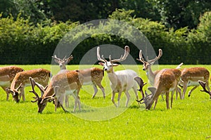 Herd of wild deer English countryside New Forest Hampshire southern uk