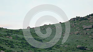 Herd of Wild Deer and Mix Animals on Mountain Slope