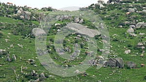 Herd of Wild Deer and Mix Animals on Mountain Slope