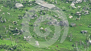 Herd of Wild Deer and Mix Animals on Mountain Slope