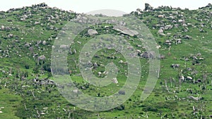 Herd of Wild Deer and Mix Animals on Mountain Slope