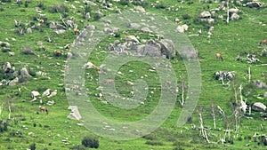 Herd of Wild Deer and Mix Animals on Mountain Slope