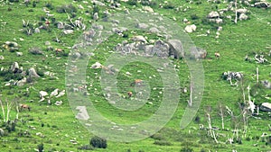 Herd of Wild Deer and Mix Animals on Mountain Slope