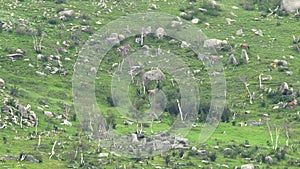 Herd of Wild Deer and Mix Animals on Mountain Slope