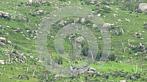 Herd of Wild Deer and Mix Animals on Mountain Slope