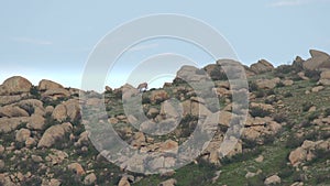 Herd of Wild Deer on Rocky Mountain Ridge