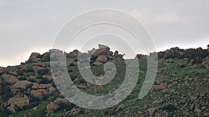 Herd of Wild Deer on Rocky Mountain Ridge