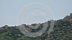 Herd of Wild Deer on Rocky Mountain Ridge