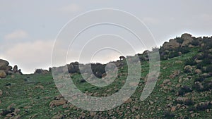 Herd of Wild Deer on Rocky Mountain Ridge