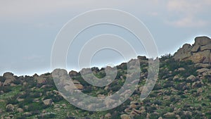 Herd of Wild Deer on Rocky Mountain Ridge