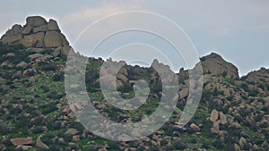 Herd of Wild Deer on Rocky Mountain Ridge