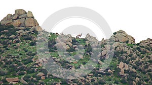 Herd of Wild Deer on Rocky Mountain Ridge