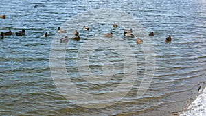 Herd of wild ducks swims in lake