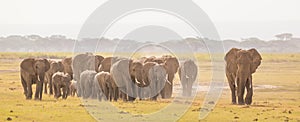 Herd of wild elephants in Amboseli National Park, Kemya.