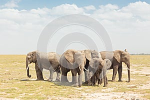 Herd of wild elephants in Amboseli National Park, Kemya.