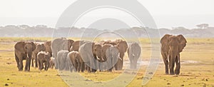 Herd of wild elephants in Amboseli National Park, Kemya. photo