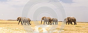 Herd of wild elephants in Amboseli National Park, Kenya.