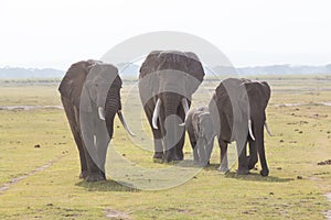 Herd of wild elephants in Amboseli National Park, Kenya.