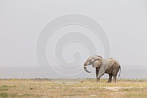 Herd of wild elephants in Amboseli National Park, Kenya.