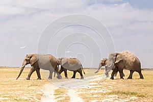 Herd of wild elephants in Amboseli National Park, Kenya.