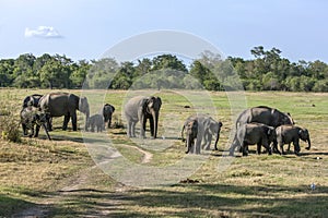 A herd of wild elephants within Minneriya National Park in central Sri Lanka.