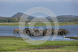 A herd of wild elephants within Minneriya National Park at Habarana in Sri Lanka.