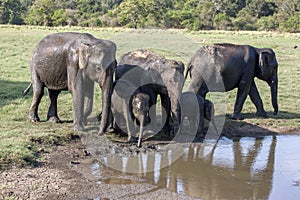 A herd of wild elephants in Sri Lanka.