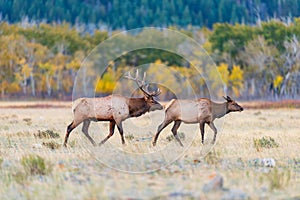 Herd of wild Elk