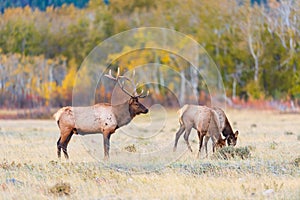 Herd of wild Elk in a field