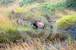 Herd of Wild Elk next to a river in an Oregon meadow