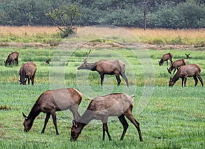 Herd of Wild Elk next to a river in an Oregon meadow