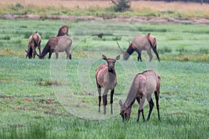 Herd of Wild Elk next to a river in an Oregon meadow