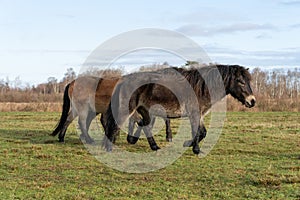 Herd of wild Exmoor pony heads. Chestnut color horses. On the grass in nature. in Fochteloo National Park, The