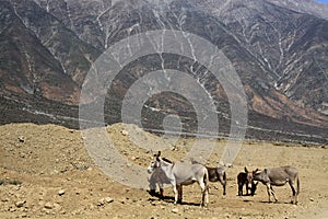 Herd of  wild feral desert donkeys Equus asinus on barren terrain in front of impressive mountain face