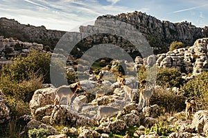 Herd of wild goats amongst limestone rocks photo