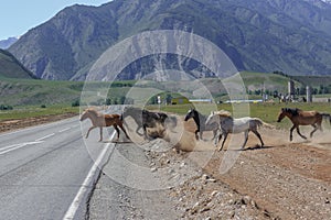 Herd of wild golfer horses crossing a highway