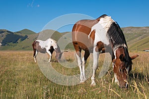 Herd of wild grazing horses in the Pian Grande, Umbria, National park of Monti Sibillini