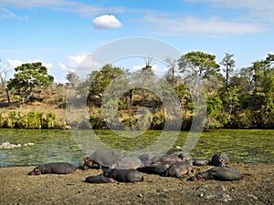 Herd of wild hippos sleeping, Kruger, South Africa