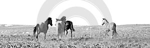 Herd of wild horse mustangs running on  Pryor Mountain in Wyoming in the USA - black and white