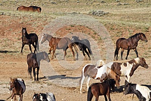 Herd of Wild Horsed Hanging Around a Water Hole