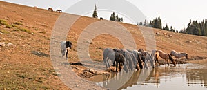 Herd of wild horses drinking at watering hole in the Pryor Mountains Wild Horse Range in the states of Wyoming and Montana