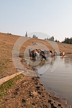 Herd of wild horses drinking at watering hole in the Pryor Mountains Wild Horse Range in the states of Wyoming and Montana