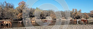 Herd of wild horses feeding in the Salt River near Mesa Arizona USA