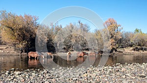 Herd of wild horses feeding in the Salt River near Mesa Arizona USA