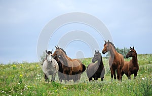 Herd of wild horses on the field